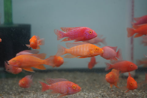 Pink Super Red Peacock African Cichlid Size 3”