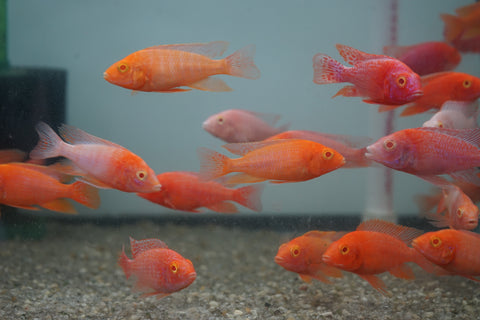 Pink Super Red Peacock African Cichlid Size 3”