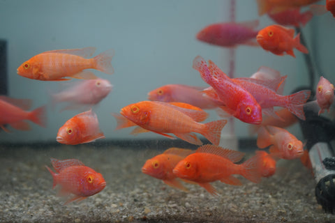 Pink Super Red Peacock African Cichlid Size 3”