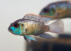 Blue Acura South American Cichlid Live Fish (Size 1.8"-2")