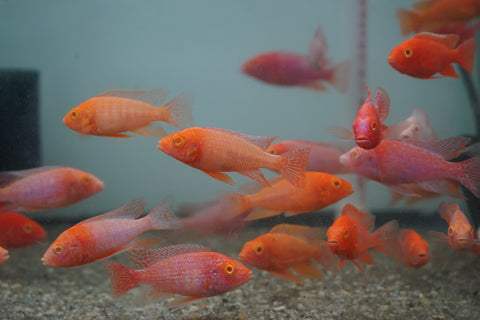 Pink Super Red Peacock African Cichlid Size 3”