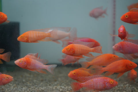 Pink Super Red Peacock African Cichlid Size 3”