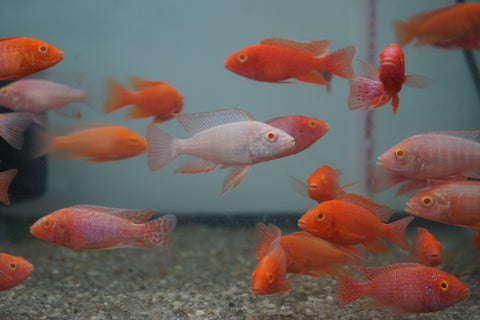 Pink Super Red Peacock African Cichlid Size 3”