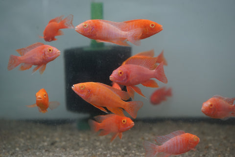 Pink Super Red Peacock African Cichlid Size 3”