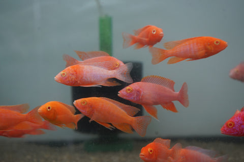 Pink Super Red Peacock African Cichlid Size 3”