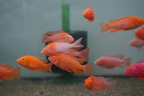 Pink Super Red Peacock African Cichlid Size 3”