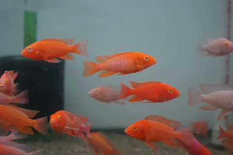 Pink Super Red Peacock African Cichlid Size 3”