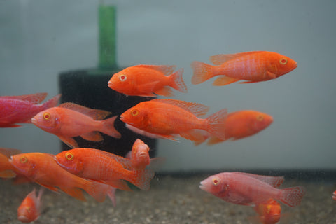 Pink Super Red Peacock African Cichlid Size 3”