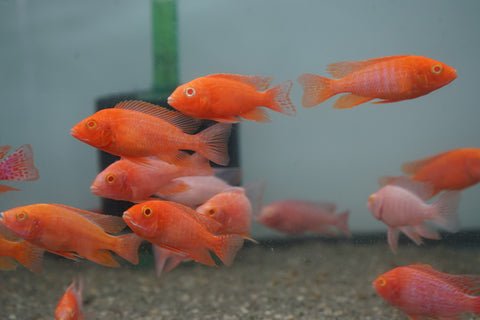 Pink Super Red Peacock African Cichlid Size 3”