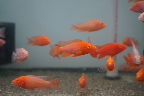 Pink Super Red Peacock African Cichlid Size 3”