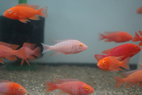 Pink Super Red Peacock African Cichlid Size 3”