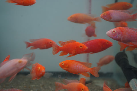 Pink Super Red Peacock African Cichlid Size 3”