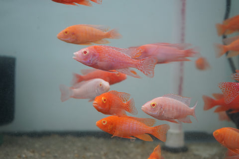 Pink Super Red Peacock African Cichlid Size 3”