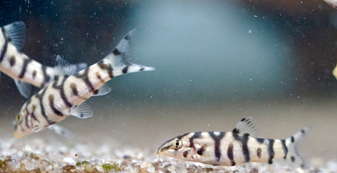 Yoyo Loach (Pakistani Loach)