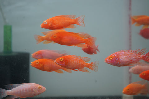 Pink Super Red Peacock African Cichlid Size 3”