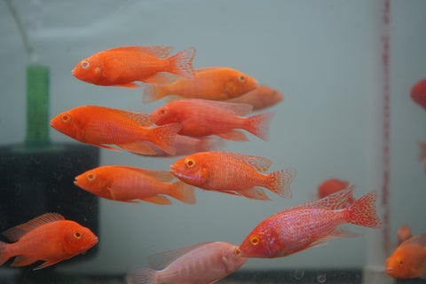 Albino Red Peacock African Cichlid Size 3”