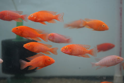 Albino Red Peacock African Cichlid Size 3”