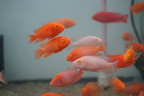 Albino Red Peacock African Cichlid Size 3”