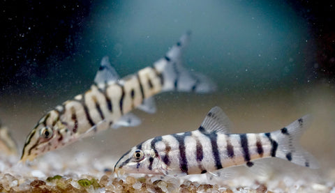 Yoyo Loach (Pakistani Loach)