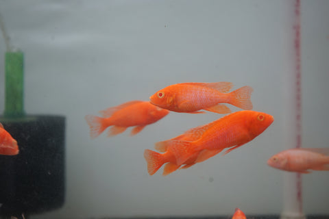 Albino Red Peacock African Cichlid Size 3”