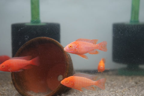 Albino Red Peacock African Cichlid Size 3”