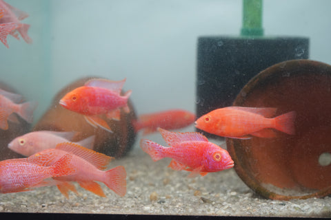 Albino Red Peacock African Cichlid Size 3”