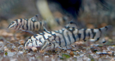 Yoyo Loach (Pakistani Loach)