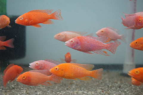 Albino Red Peacock African Cichlid Size 3”