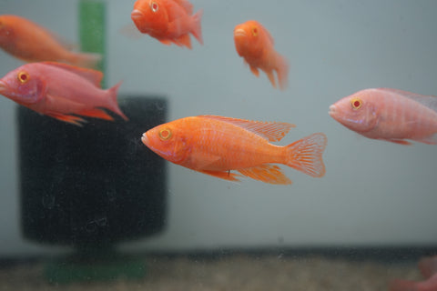 Albino Red Peacock African Cichlid Size 3”