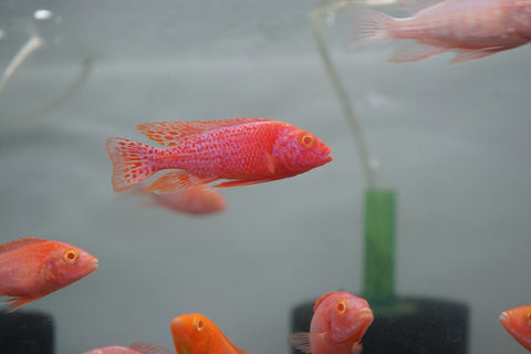 Albino Red Peacock African Cichlid Size 3”