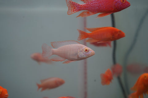 Albino Red Peacock African Cichlid Size 3”