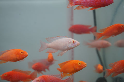 Albino Red Peacock African Cichlid Size 3”