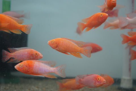 Albino Red Peacock African Cichlid Size 3”