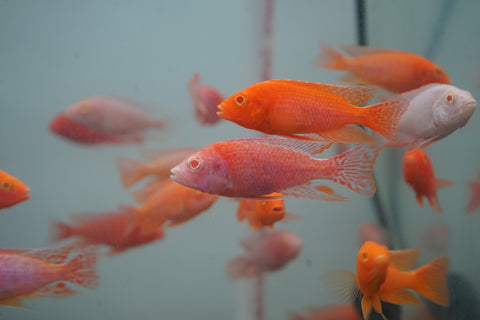 Albino Red Peacock African Cichlid Size 3”