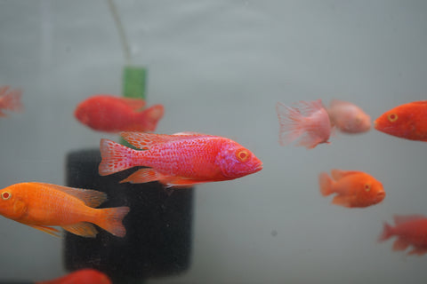 Albino Red Peacock African Cichlid Size 3”