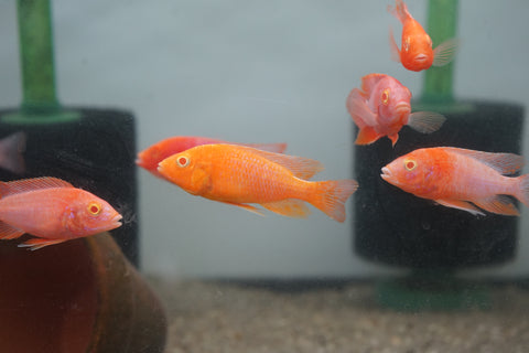 Albino Red Peacock African Cichlid Size 3”