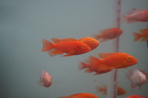 Albino Red Peacock African Cichlid Size 3”