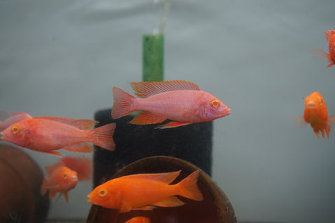 Albino Red Peacock African Cichlid Size 3”