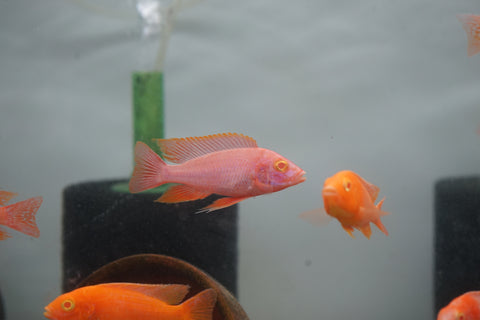 Albino Red Peacock African Cichlid Size 3”