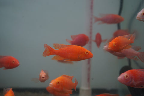 Albino Red Peacock African Cichlid Size 3”