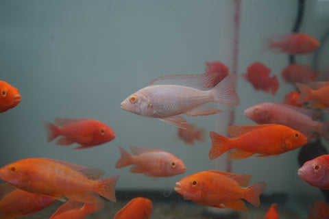 Albino Red Peacock African Cichlid Size 3”