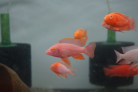 Albino Red Peacock African Cichlid Size 3”