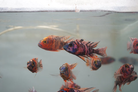 O.B Peacock African Cichlid Size 3”