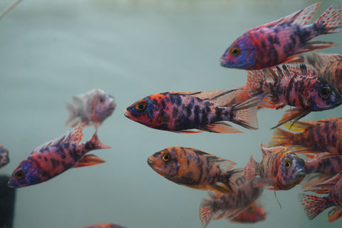 O.B Peacock African Cichlid Size 3”