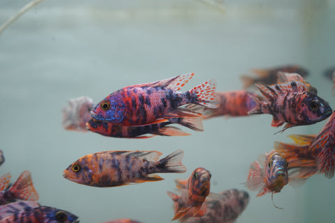 O.B Peacock African Cichlid Size 3”