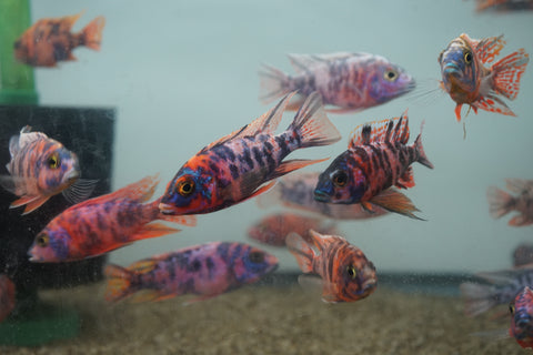 O.B Peacock African Cichlid Size 3”