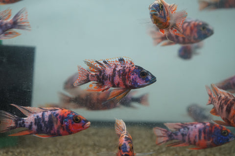 O.B Peacock African Cichlid Size 3”