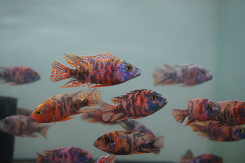 O.B Peacock African Cichlid Size 3”