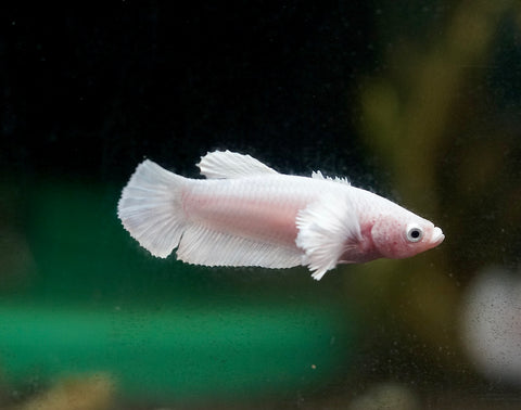 Fancy Platinum White Dumbo Female Betta - Live Aquarium  Premium Female Betta Fish