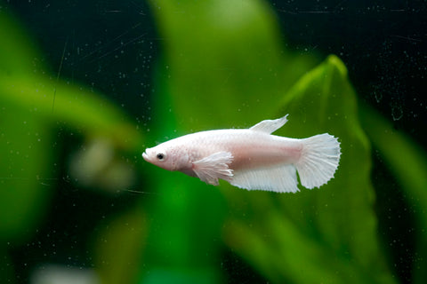 Fancy Platinum White Dumbo Female Betta - Live Aquarium  Premium Female Betta Fish